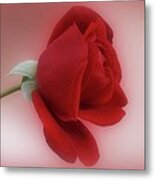 Red Rose For You Metal Print