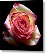 Red Rose I Still Life Flower Art Poster Metal Print