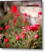 Red Roses On Film Metal Print