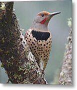 Red Shafted Flicker Viii Metal Print