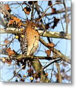 Red-shouldered Hawk - Img_7943 Metal Print