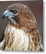 Red Tail Hawk Profile Metal Print