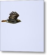 Red-tailed Hawk In Flight 1 Metal Print