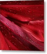 Red Ti The Queen Of Tropical Foliage Metal Print