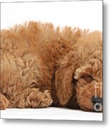 Red Toy Poodle Puppy Metal Print