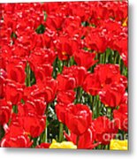 Red Tulip Field Metal Print