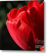 Red Tulip Metal Print