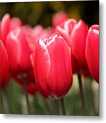 Red Tulips Skaget Valley Metal Print