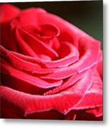 Red Velvet Rose By Morning Light Metal Print
