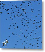 Red-winged And Yellow-headed Blackbirds Metal Print