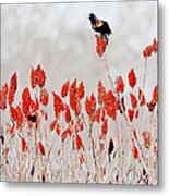 Red Winged Blackbird On Sumac Metal Print
