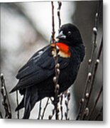 Red Winged Blackbird In Pussy Willows Metal Print