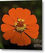 Red Zinnia Metal Print