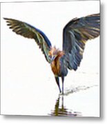 Reddish Egret 3 Metal Print