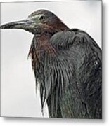 Reddish Egret Metal Print