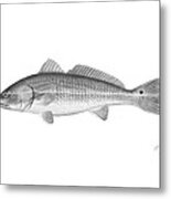 Redfish - Scientific Metal Print