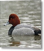 Redhead Duck In A Winter Snow Storm Metal Print