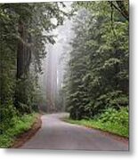 Redwoods In Northern California Metal Print