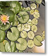 Reflected Light Upon Flowering Water Lilies Metal Print