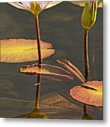Reflected Water Lilies Metal Print