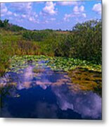 Reflecting In The Glades Metal Print