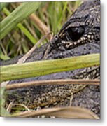 Reflection In His Eyes Metal Print