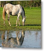 Reflection Metal Print