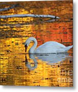 Reflections On Golden Pond Metal Print