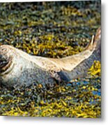 Relaxed Seal At The Scottish Coast Metal Print