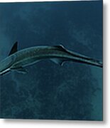 Remora, South Africa Metal Print