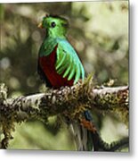 Resplendent Quetzal Male Costa Rica Metal Print