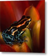 Reticulated Poison Frog Metal Print