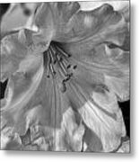 Rhododendron In Black And White Metal Print