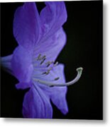 Rhododendron Metal Print