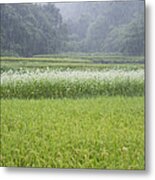 Rice Field And Buckwheat Flowers At Dawn Metal Print