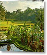 Rice Field, Bali, Indonesia Metal Print