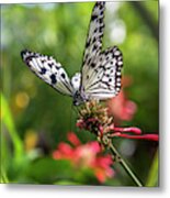 Rice Paper Butterfly (idea Leuconoe Metal Print