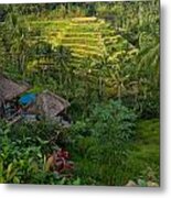 Rice Terraces - Bali Metal Print