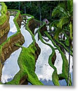Rice Terraces In Central Bali Indonesia Metal Print