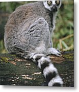 Ring-tailed Lemur Portrait Madagascar Metal Print