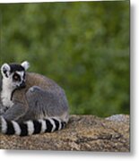 Ring-tailed Lemur Resting On Rocks Metal Print