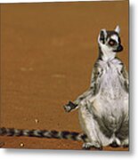 Ring-tailed Lemur Sunning Berenty Metal Print