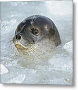 Ringed Seal Surfacing In Brash Ice Metal Print