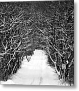 Road Less Traveled Metal Print