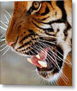 Roar Metal Print