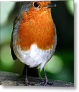 Robin Metal Print