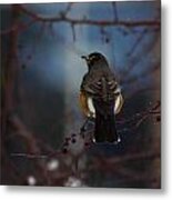 Robin Metal Print