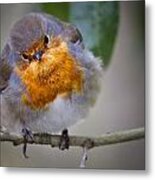 Robin Redbreast Metal Print