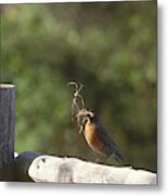 Robin With Nesting Material Metal Print
