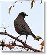 Robin's World Metal Print